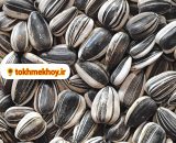 تخمه آفتابگردان دورسفید کله قوچی