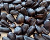 تخمه آفتابگردان روغنی درجه یک
