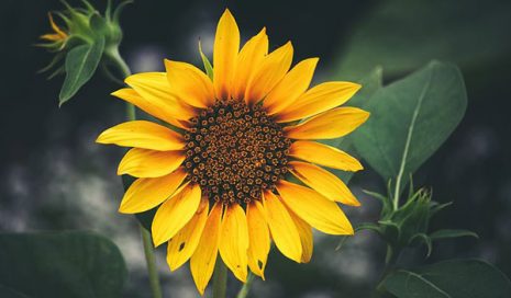 گل آفتاب ارگانیک و طبیعی و غیر تراریخته کش خوی